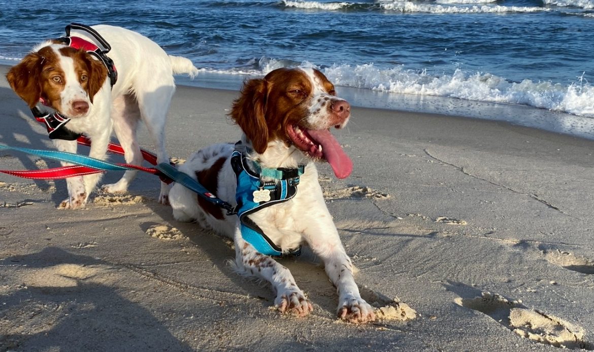 Beach, Love & Happiness St. Island Vacation Rental