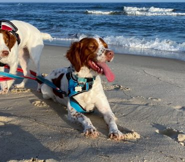 St George Island Pet Friendly Rental
