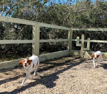 Dog Friendly Beach Rental St George Island