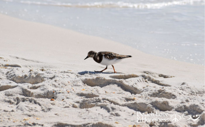 5 Reasons to Take a Fall Getaway to St. George Island, Florida