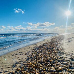 Shells line the shore of St. George Island Florida