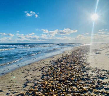 Shelling & Beachcombing on St. George Island, FL