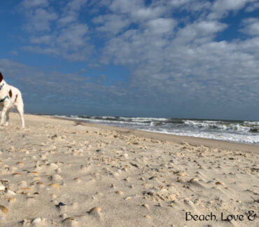 St. George Island Beach – Dog Rules