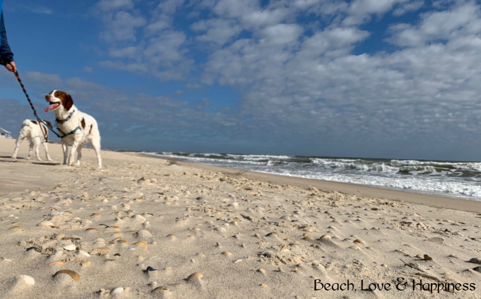 St. George Island Beach – Dog Rules
