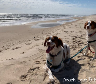 Paws in the Sand: Why Dogs Love St. George Island (And Yours Will Too)