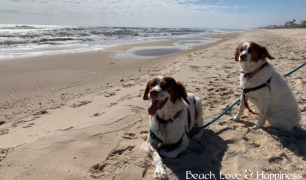Paws in the Sand: Why Dogs Love St. George Island (And Yours Will Too)