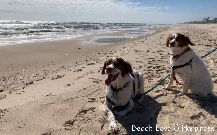 Paws in the Sand: Why Dogs Love St. George Island (And Yours Will Too)